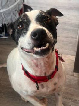 Rescue Terrier Dogs for Adoption in West Milwaukee, Wisconsin - Kye Bonn $300 | PetCurious