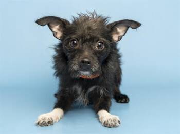 Cairn Terrier Dogs Available for Adoption in Phoenix, Arizona - GIZMO | PetCurious