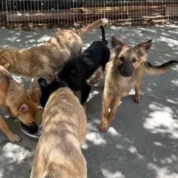 STEVY -  Shepherd and Mixed Breed Dog for Adoption in Richmond, California - STEVY | PetCurious