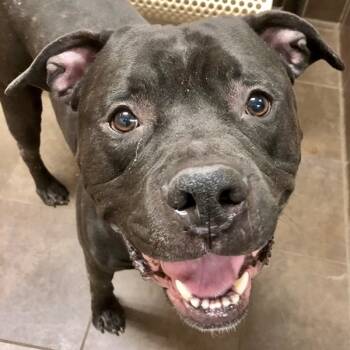 Rescue American Staffordshire Terrier Dogs for Adoption in Des Moines, Iowa - Admiral Ackbar | PetCurious