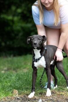Border Collie and Mixed Breed Dogs Available for Adoption in Belleville, Illinois - JERKY | PetCurious
