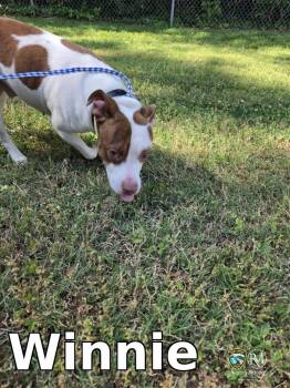Pit Bull Terrier Dogs Available for Adoption in Rocky Mount, North Carolina - Winnie | PetCurious