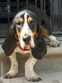 BRIAR -  Basset Hound Dog for Adoption in Hamilton, New Jersey - BRIAR | PetCurious