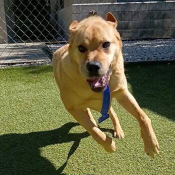 Mastiff and Mixed Breed Dogs Available for Adoption in Newton, North Carolina - TANK | PetCurious