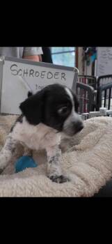 Schroeder -  Beagle and Schnauzer Dog for Adoption in Indianapolis, Indiana - Schroeder | PetCurious