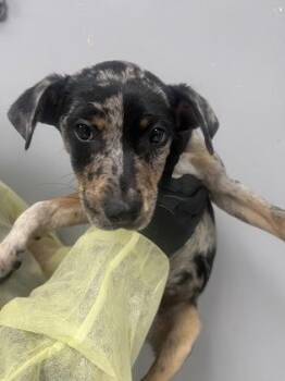 Mixed Breed Dogs Available for Adoption - Theo | PetCurious