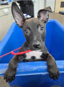 Rescue Mixed Breed Dogs for Adoption in Dallas, Texas - LI | PetCurious