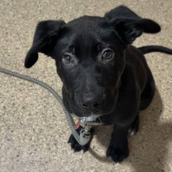 Labrador Retriever Dogs Available for Adoption in Valparaiso, Indiana - Barnaby | PetCurious