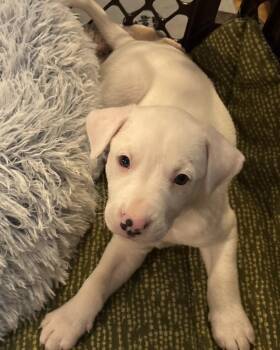 Johnny -  Mixed Breed Dog for Adoption in Grafton, Massachusetts - Johnny | PetCurious
