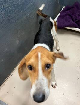 Rescue Foxhound Dogs for Adoption in Mineral, Virginia - Pokey | PetCurious