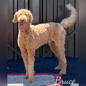 Goldendoodle Dogs Available for Adoption in Fredericksburg, Virginia - Bruce | PetCurious