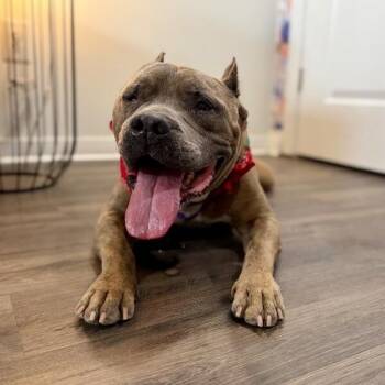 Pit Bull Terrier and American Bully Dogs Available for Adoption in Friendswood, Texas - Bruce Easy Days King | PetCurious