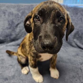 Socks -  Anatolian Shepherd Dog for Adoption in Sunderland, Maryland - Socks | PetCurious