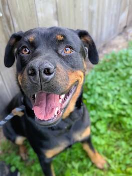 Rescue Rottweiler Dogs for Adoption in Kingsburg, California - Ellie | PetCurious