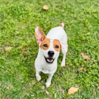 Jack Russell Terrier Dogs Available for Adoption - Paisley | PetCurious