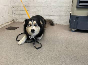 AME -  Siberian Husky Dog for Adoption in San Bernardino, California - AME | PetCurious