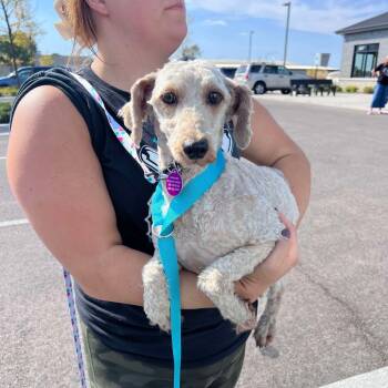 Rescue Golden Retriever and Poodle Dogs for Adoption in Campton Hills, Illinois - Violet | PetCurious