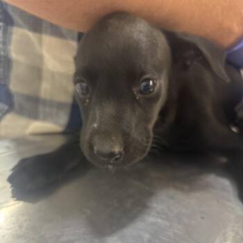 Hawk Mama -  Labrador Retriever and Mixed Breed Dog for Adoption in Clanton, Alabama - Hawk Mama | PetCurious