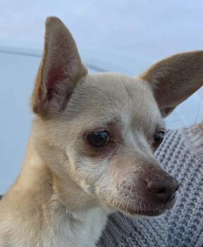 Chihuahua Dogs Available for Adoption - Chimichanga | PetCurious