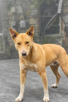 Taz CP -  Shepherd Dog for Adoption in Austin, Texas - Taz CP | PetCurious