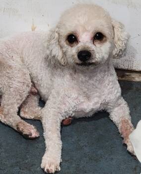 Arlo -  Miniature Poodle Dog for Adoption in Arcadia, California - Arlo | PetCurious
