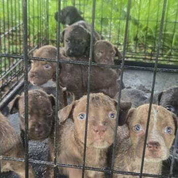 Boo -  Mixed Breed Dog for Adoption in Englewood, Florida - Boo | PetCurious