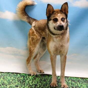 Husky and Shepherd Dogs Available for Adoption in Casa Grande, Arizona - Chase | PetCurious