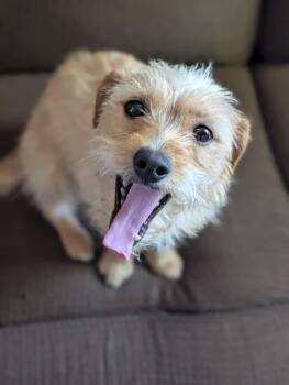 Yorkshire Terrier and Dachshund Dogs Available for Adoption in Agoura Hills, California - TOPANGA | PetCurious