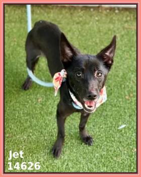 Rescue Chihuahua and Terrier Dogs for Adoption in Marietta, Georgia - JET | PetCurious