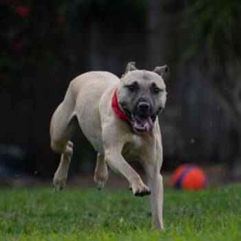 Pit Bull Terrier Dogs Available for Adoption in Fort Lauderdale, Florida - RayRay | PetCurious