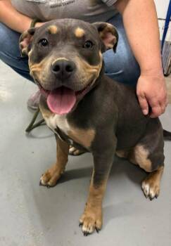Betty Boop -  Pit Bull Terrier Dog for Adoption in Burgaw, North Carolina - Betty Boop | PetCurious