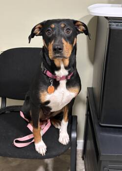 Honey -  Mountain Cur Dog for Adoption in Grant, Nebraska - Honey | PetCurious