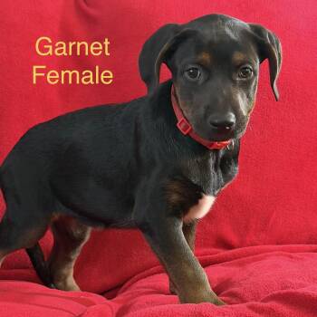 Garnet -  German Shepherd Dog and Husky Dog for Adoption - Garnet | PetCurious