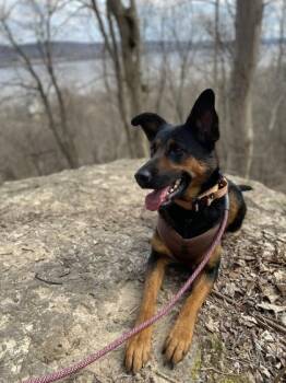 German Shepherd Dog and Mixed Breed Dogs Available for Adoption in Columbus, Indiana - Tekoa | PetCurious