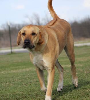 Sam -  Rhodesian Ridgeback and Mixed Breed Dog for Adoption in Temple, Texas - Sam | PetCurious