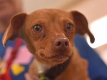 Merry -  Chihuahua Dog for Adoption in Portland, Oregon - Merry | PetCurious