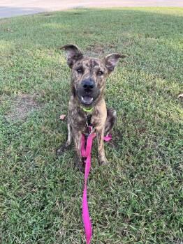 Daydream BAC - A - 142588 -  Mountain Cur Dog for Adoption in Silsbee, Texas - Daydream BAC - A - 142588 | PetCurious