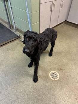 EBONY -  Mixed Breed Dog for Adoption in Jacksonville, Florida - EBONY | PetCurious