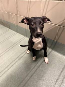 LILLYPAD -  Whippet and Mixed Breed Dog for Adoption in Baytown, Texas - LILLYPAD | PetCurious