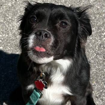 Louie -  Pomeranian and Labrador Retriever Dog for Adoption in Traverse City, Michigan - Louie | PetCurious