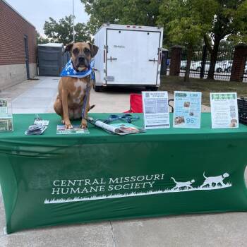 Bella -  Boxer and Mixed Breed Dog for Adoption in Columbia, Missouri - Bella | PetCurious
