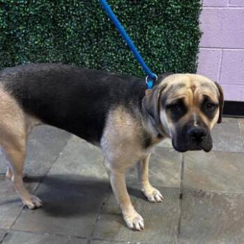 Rescue Mixed Breed Dogs for Adoption in El Paso, Texas - 59755711 | PetCurious