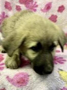 Pandora -  Great Pyrenees and Anatolian Shepherd Dog for Adoption in Morton Grove, Illinois - Pandora | PetCurious