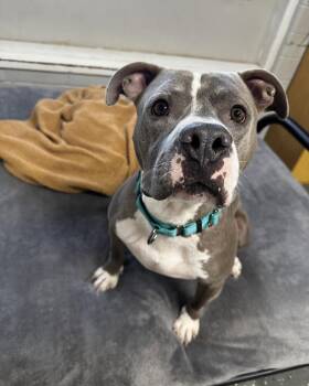 Lou -  Pit Bull Terrier Dog for Adoption in Youngstown, Ohio - Lou | PetCurious