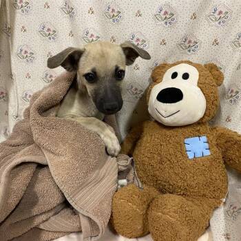 A614544 -  Chihuahua and Pug Dog for Adoption in Modesto, California - A614544 | PetCurious