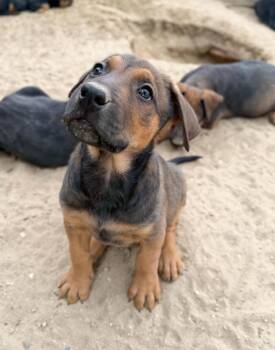 Doberman Pinscher and Mixed Breed Dogs Available for Adoption - Carter | PetCurious