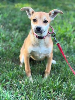 Maybelline -  Rat Terrier and Chihuahua Dog for Adoption in Decatur, Indiana - Maybelline | PetCurious