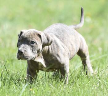 Pit Bull Terrier Dogs Available for Adoption in Mechanicsburg, Pennsylvania - Pierce | PetCurious