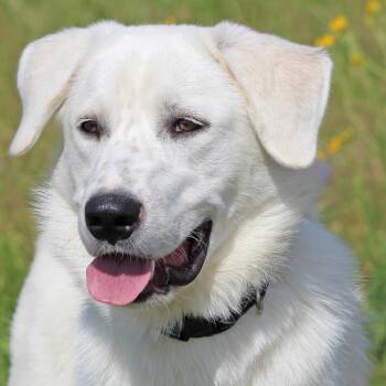 Labrador Retriever and Great Pyrenees Dogs Available for Adoption in Houston, Texas - Gibson-Loving Life | PetCurious