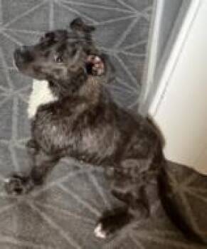 Puddin -  Mixed Breed Dog for Adoption in West Chester, Pennsylvania - Puddin | PetCurious